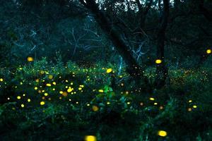 Firefly flying in the forest. Fireflies in the bush at night at Prachinburi, Thailand. Bokeh light of firefly flying in forest night time. Long exposure photos at night have noise, selective focus.