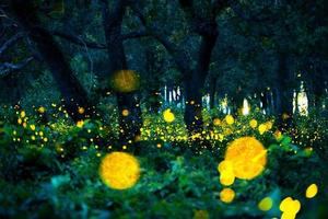 Firefly flying in the forest. Fireflies in the bush at night at Prachinburi, Thailand. Bokeh light of firefly flying in forest night time. Long exposure photos at night have noise, selective focus.