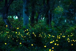 Firefly flying in the forest. Fireflies in the bush at night at Prachinburi, Thailand. Bokeh light of firefly flying in forest night time. Long exposure photos at night have noise, selective focus.