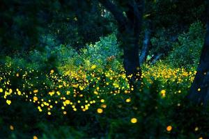 Firefly flying in the forest. Fireflies in the bush at night at Prachinburi, Thailand. Bokeh light of firefly flying in forest night time. Long exposure photos at night have noise, selective focus.