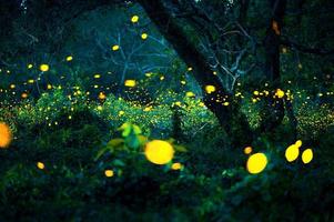 luciérnaga volando en el bosque. luciérnagas en el monte por la noche en prachinburi, tailandia. luz bokeh de luciérnaga volando en la noche del bosque. las fotos de larga exposición por la noche tienen ruido, enfoque selectivo.