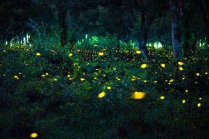 Firefly flying in the forest. Fireflies in the bush at night at Prachinburi, Thailand. Bokeh light of firefly flying in forest night time. Long exposure photos at night have noise, selective focus.