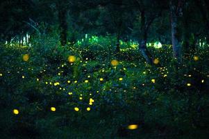 Firefly flying in the forest. Fireflies in the bush at night at Prachinburi, Thailand. Bokeh light of firefly flying in forest night time. Long exposure photos at night have noise, selective focus.