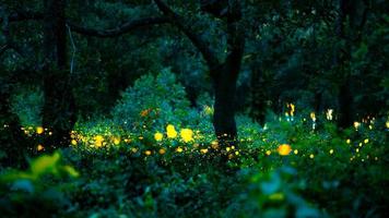 Firefly flying in the forest. Fireflies in the bush at night at Prachinburi, Thailand. Bokeh light of firefly flying in forest night time. Long exposure photos at night have noise, selective focus.