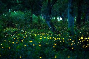 luciérnaga volando en el bosque. luciérnagas en el monte por la noche en prachinburi, tailandia. luz bokeh de luciérnaga volando en la noche del bosque. las fotos de larga exposición por la noche tienen ruido, enfoque selectivo.