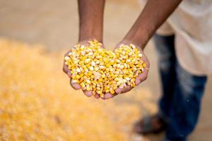 The bright orange corn kernels are simply stunning photo