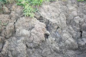 texturas de fondo de campo de arroz seco foto