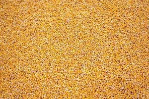 los granos de maíz de color naranja brillante son simplemente impresionantes foto