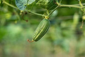 Close up of green pointed gourd in vegetable garden photo