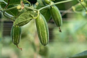 Close up of green pointed gourd in vegetable garden photo