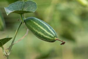 Close up of green pointed gourd in vegetable garden photo