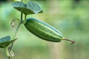 Close up of green pointed gourd in vegetable garden photo