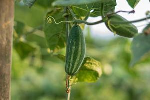 Close up of green pointed gourd in vegetable garden photo