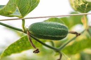 Cerca de calabaza puntiaguda verde en huerta foto