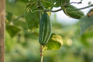 Cerca de calabaza puntiaguda verde en huerta foto