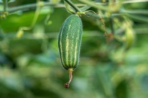 Close up of green pointed gourd in vegetable garden photo