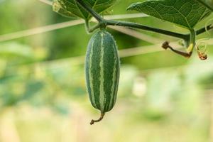 Cerca de calabaza puntiaguda verde en huerta foto