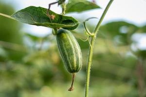 Close up of green pointed gourd in vegetable garden photo