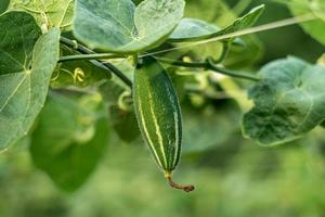 Close up of green pointed gourd in vegetable garden photo