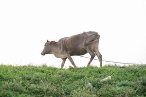 Natore, Bangladesh  A scene of cattle rearing by farmers in rural areas. photo