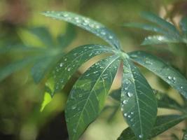 MORNING DEW AND CASSAVA LEAF photo