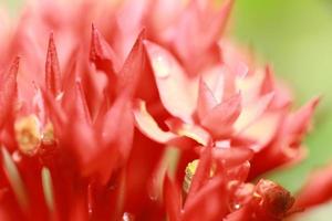 beautiful and fresh red flowers for background and graphic assets photo