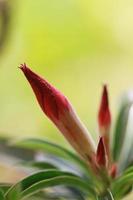 beautiful and fresh red flowers for background and graphic assets photo