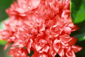 beautiful and fresh red flowers for background and graphic assets photo