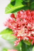 beautiful and fresh red flowers for background and graphic assets photo
