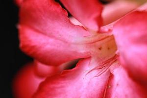 beautiful and fresh red flowers for background and graphic assets photo
