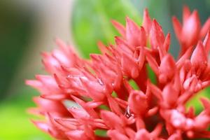 hermosas y frescas flores rojas para el fondo y los recursos gráficos foto