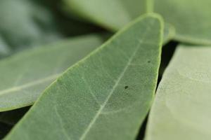 fresh green leaves for background and graphic assets photo