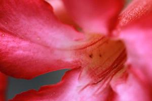 hermosas y frescas flores rojas para el fondo y los recursos gráficos foto