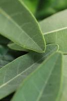 fresh green leaves for background and graphic assets photo