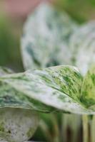 fresh green leaves for background and graphic assets photo