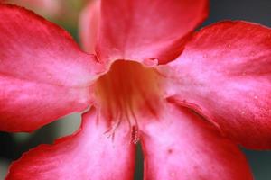 hermosas y frescas flores rojas para el fondo y los recursos gráficos foto