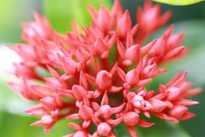beautiful and fresh red flowers for background and graphic assets photo