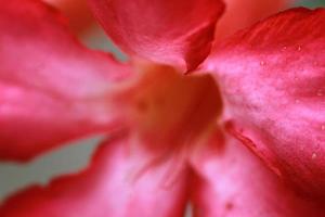 beautiful and fresh red flowers for background and graphic assets photo