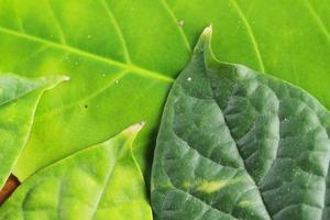 hojas verdes frescas para el fondo y los recursos gráficos foto