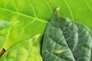 fresh green leaves for background and graphic assets photo