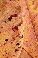 Exotic brown leaves for background and graphic assets photo