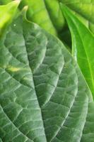 fresh green leaves for background and graphic assets photo