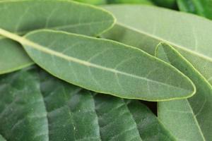 fresh green leaves for background and graphic assets photo