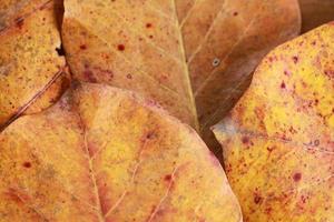 Exotic brown leaves for background and graphic assets photo