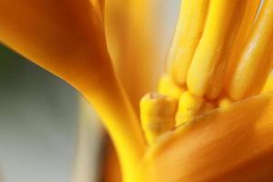 yellow flowers for background and graphic assets photo
