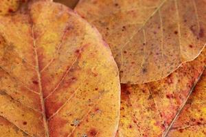 Exotic brown leaves for background and graphic assets photo