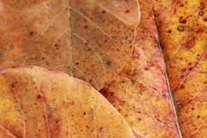 Exotic brown leaves for background and graphic assets photo