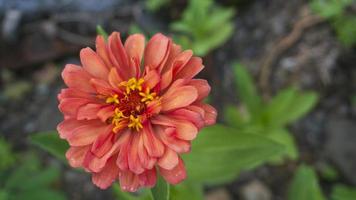 Common zinnia in the garden with natural color variations from natural formation photo