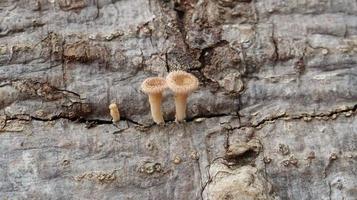 mushrooms on the log photo