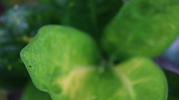 green leaf blur background photo